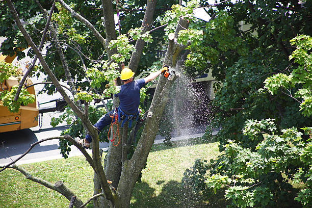 Best Pest Control for Lawns  in Fulshear, TX