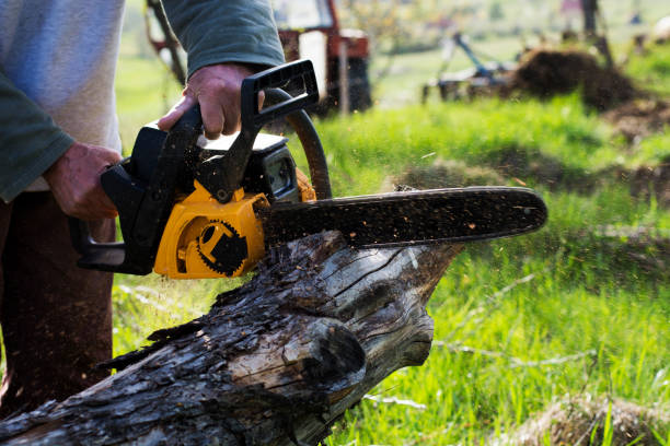 How Our Tree Care Process Works  in  Fulshear, TX